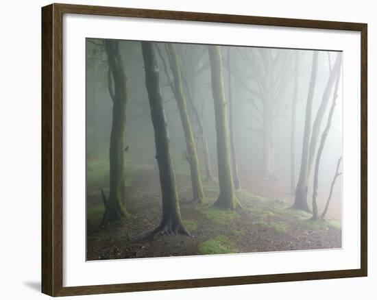 Ancient Beech Woodland-Adrian Bicker-Framed Photographic Print