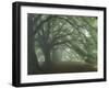 Ancient Beech Woodland-Adrian Bicker-Framed Photographic Print