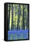 Ancient Bluebell Woodland in Spring-Alex Robinson-Framed Stretched Canvas