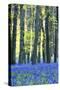 Ancient Bluebell Woodland in Spring-Alex Robinson-Stretched Canvas
