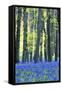 Ancient Bluebell Woodland in Spring-Alex Robinson-Framed Stretched Canvas