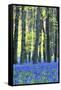 Ancient Bluebell Woodland in Spring-Alex Robinson-Framed Stretched Canvas