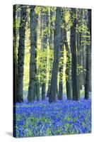 Ancient Bluebell Woodland in Spring-Alex Robinson-Stretched Canvas