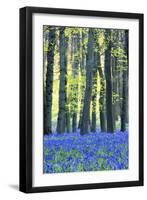 Ancient Bluebell Woodland in Spring-Alex Robinson-Framed Photographic Print