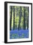 Ancient Bluebell Woodland in Spring-Alex Robinson-Framed Photographic Print