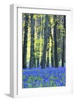 Ancient Bluebell Woodland in Spring-Alex Robinson-Framed Photographic Print