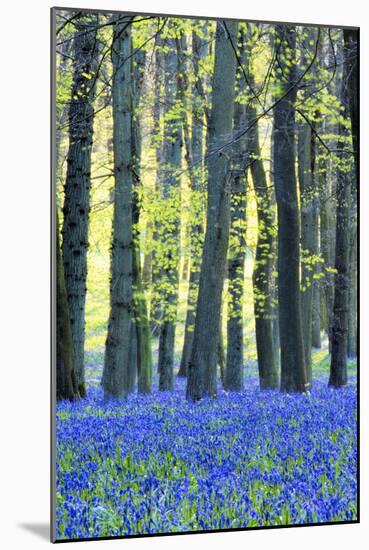 Ancient Bluebell Woodland in Spring-Alex Robinson-Mounted Photographic Print