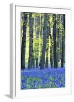 Ancient Bluebell Woodland in Spring-Alex Robinson-Framed Photographic Print