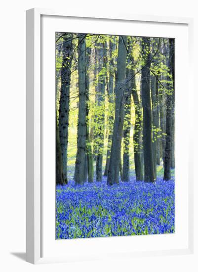 Ancient Bluebell Woodland in Spring-Alex Robinson-Framed Photographic Print