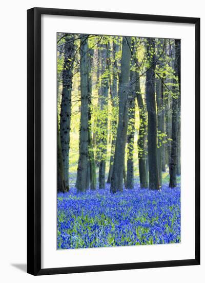 Ancient Bluebell Woodland in Spring-Alex Robinson-Framed Photographic Print