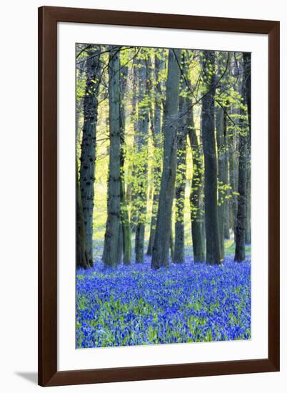 Ancient Bluebell Woodland in Spring-Alex Robinson-Framed Photographic Print