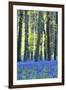 Ancient Bluebell Woodland in Spring-Alex Robinson-Framed Photographic Print