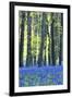 Ancient Bluebell Woodland in Spring-Alex Robinson-Framed Photographic Print