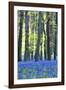 Ancient Bluebell Woodland in Spring-Alex Robinson-Framed Photographic Print