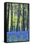 Ancient Bluebell Woodland in Spring-Alex Robinson-Framed Stretched Canvas