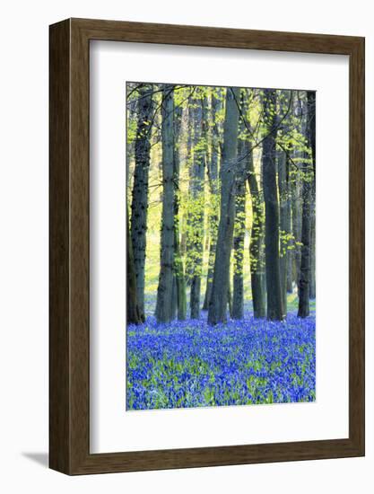 Ancient Bluebell Woodland in Spring-Alex Robinson-Framed Photographic Print