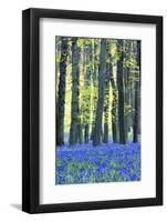 Ancient Bluebell Woodland in Spring-Alex Robinson-Framed Photographic Print