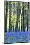 Ancient Bluebell Woodland in Spring-Alex Robinson-Mounted Photographic Print