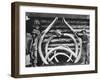 Ancient bones of Mastodons Photograph - Alaska-Lantern Press-Framed Art Print