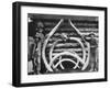 Ancient bones of Mastodons Photograph - Alaska-Lantern Press-Framed Art Print