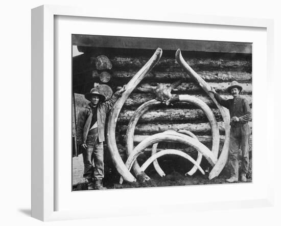 Ancient bones of Mastodons Photograph - Alaska-Lantern Press-Framed Art Print