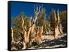 Ancient Bristlecone Pine Forest, Inyo National Forest, California, USA-Jamie & Judy Wild-Framed Stretched Canvas