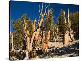 Ancient Bristlecone Pine Forest, Inyo National Forest, California, USA-Jamie & Judy Wild-Stretched Canvas