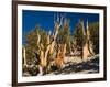 Ancient Bristlecone Pine Forest, Inyo National Forest, California, USA-Jamie & Judy Wild-Framed Photographic Print