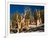 Ancient Bristlecone Pine Forest, Inyo National Forest, California, USA-Jamie & Judy Wild-Framed Photographic Print