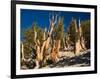 Ancient Bristlecone Pine Forest, Inyo National Forest, California, USA-Jamie & Judy Wild-Framed Photographic Print