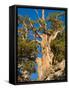 Ancient Bristlecone Pine Forest, Inyo National Forest, California, USA-Jamie & Judy Wild-Framed Stretched Canvas