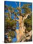 Ancient Bristlecone Pine Forest, Inyo National Forest, California, USA-Jamie & Judy Wild-Stretched Canvas