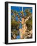 Ancient Bristlecone Pine Forest, Inyo National Forest, California, USA-Jamie & Judy Wild-Framed Photographic Print