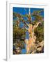 Ancient Bristlecone Pine Forest, Inyo National Forest, California, USA-Jamie & Judy Wild-Framed Photographic Print