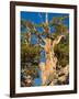 Ancient Bristlecone Pine Forest, Inyo National Forest, California, USA-Jamie & Judy Wild-Framed Photographic Print