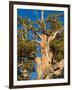 Ancient Bristlecone Pine Forest, Inyo National Forest, California, USA-Jamie & Judy Wild-Framed Photographic Print