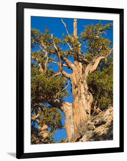 Ancient Bristlecone Pine Forest, Inyo National Forest, California, USA-Jamie & Judy Wild-Framed Photographic Print