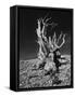 Ancient Bristlecone Pine Tree on Rocky Slope of White Mountains, Inyo Nat'l Forest, California, USA-Jerry Ginsberg-Framed Stretched Canvas