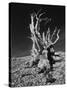 Ancient Bristlecone Pine Tree on Rocky Slope of White Mountains, Inyo Nat'l Forest, California, USA-Jerry Ginsberg-Stretched Canvas