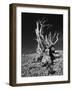 Ancient Bristlecone Pine Tree on Rocky Slope of White Mountains, Inyo Nat'l Forest, California, USA-Jerry Ginsberg-Framed Photographic Print