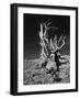 Ancient Bristlecone Pine Tree on Rocky Slope of White Mountains, Inyo Nat'l Forest, California, USA-Jerry Ginsberg-Framed Photographic Print