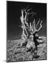 Ancient Bristlecone Pine Tree on Rocky Slope of White Mountains, Inyo Nat'l Forest, California, USA-Jerry Ginsberg-Mounted Photographic Print