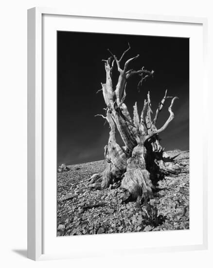Ancient Bristlecone Pine Tree on Rocky Slope of White Mountains, Inyo Nat'l Forest, California, USA-Jerry Ginsberg-Framed Photographic Print