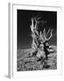 Ancient Bristlecone Pine Tree on Rocky Slope of White Mountains, Inyo Nat'l Forest, California, USA-Jerry Ginsberg-Framed Photographic Print