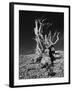 Ancient Bristlecone Pine Tree on Rocky Slope of White Mountains, Inyo Nat'l Forest, California, USA-Jerry Ginsberg-Framed Photographic Print