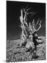 Ancient Bristlecone Pine Tree on Rocky Slope of White Mountains, Inyo Nat'l Forest, California, USA-Jerry Ginsberg-Mounted Photographic Print