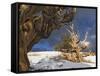 Ancient Bristlecone Pine Trees, White Mountains, California, USA-Dennis Flaherty-Framed Stretched Canvas