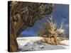 Ancient Bristlecone Pine Trees, White Mountains, California, USA-Dennis Flaherty-Stretched Canvas