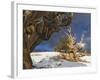 Ancient Bristlecone Pine Trees, White Mountains, California, USA-Dennis Flaherty-Framed Photographic Print