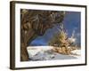 Ancient Bristlecone Pine Trees, White Mountains, California, USA-Dennis Flaherty-Framed Photographic Print